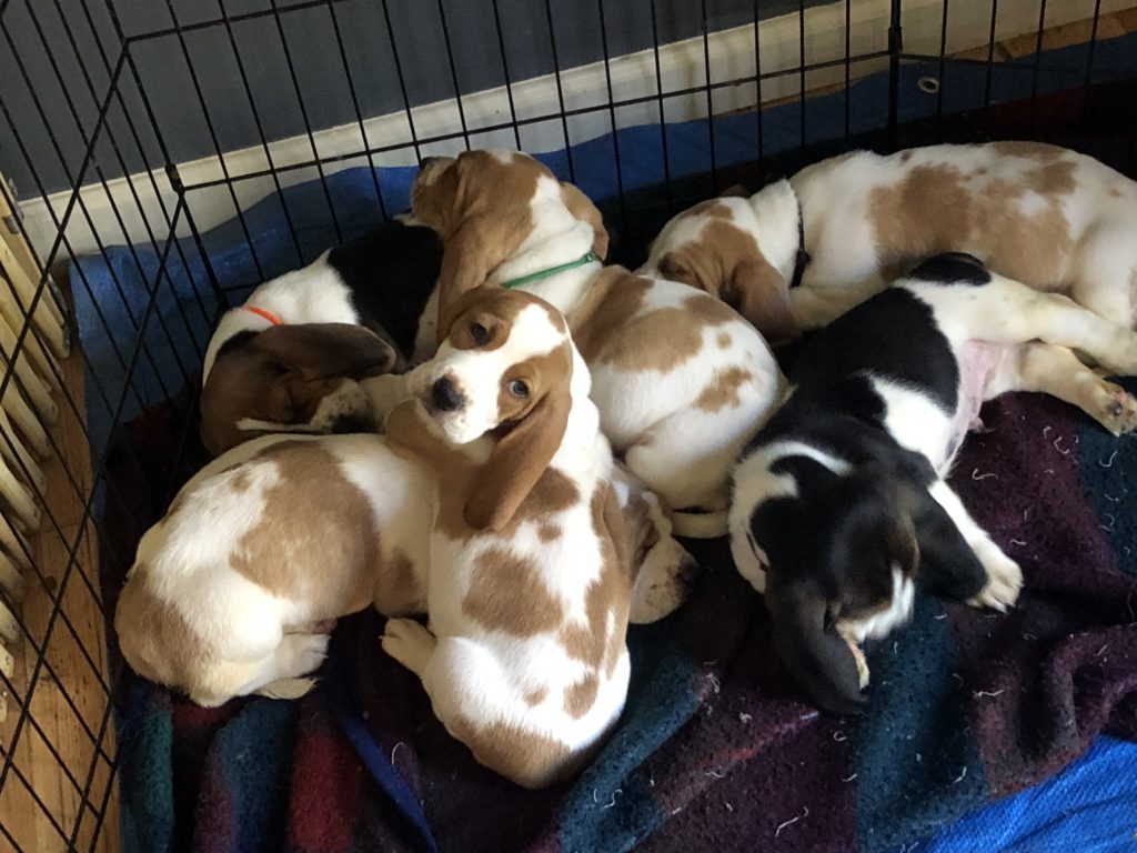 Basset Hound Puppies 1