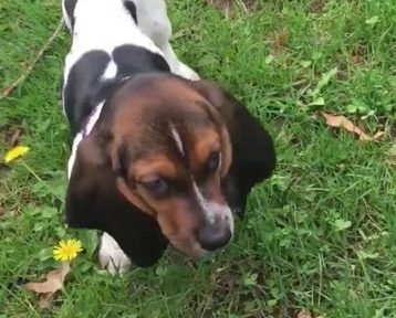 Blue Ridge Basset Hounds - Our puppies are more than pets ...